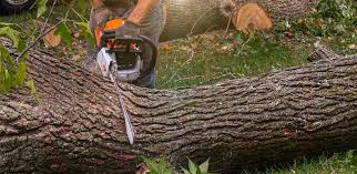 Best Tree Preservation Services  in Runaway Bay, TX