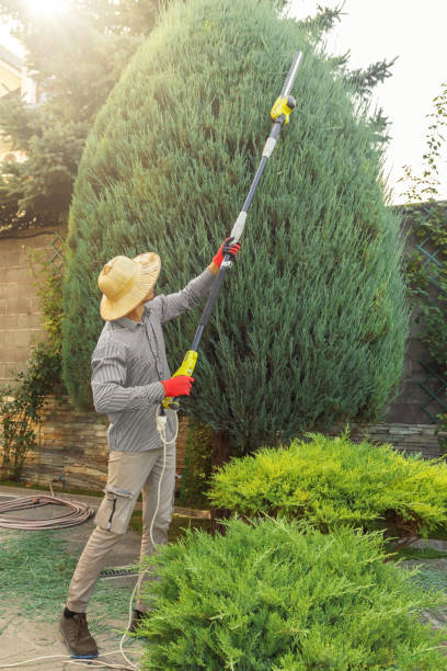 Lawn Pest Prevention in Runaway Bay, TX